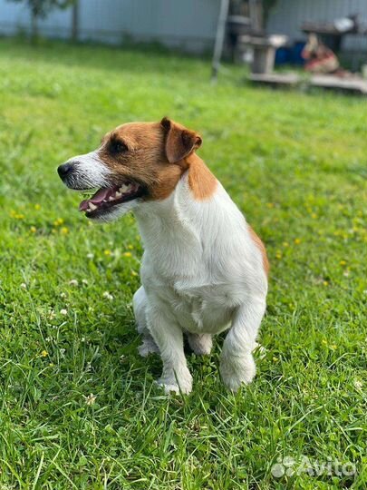 Вязка кобель джек рассел