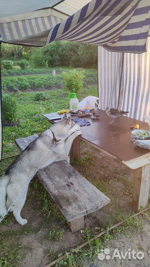 Хаски на вязку