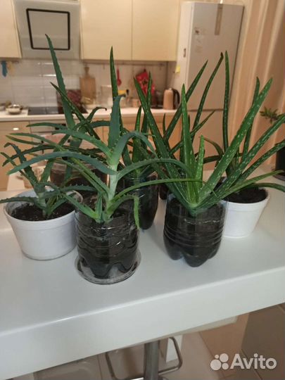 Лечебный алоэ алое алой