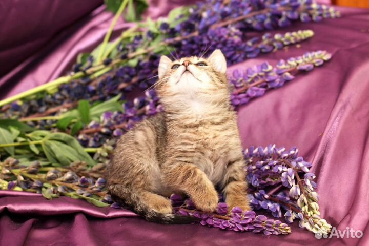 Шпротик в добрые руки