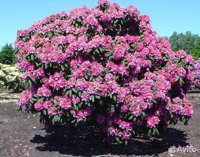 Рододендрон