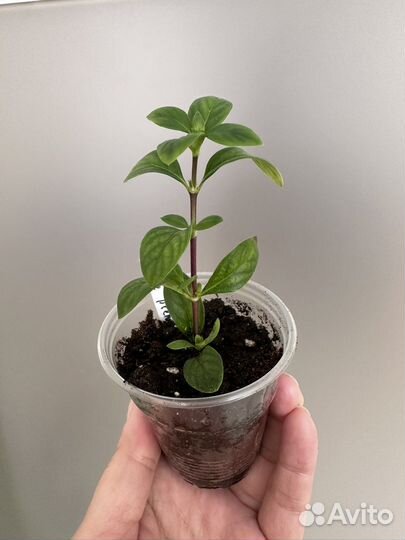 Серисса махровая Pleno и Фудзи