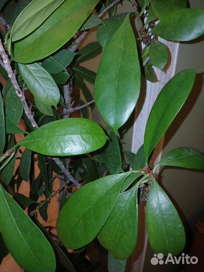 Фикус Циатистипула