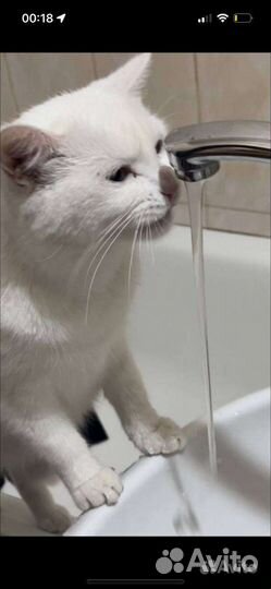 Кошка в дар
