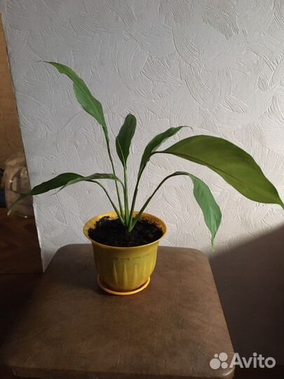 Спатифиллум