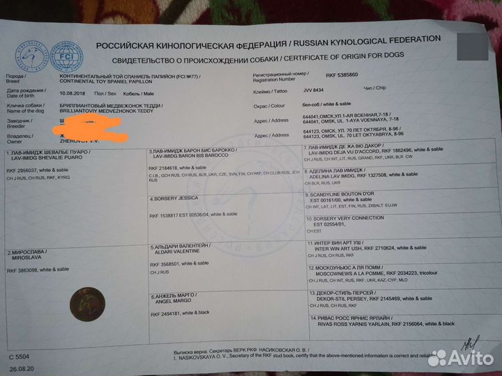 Вязка папийон