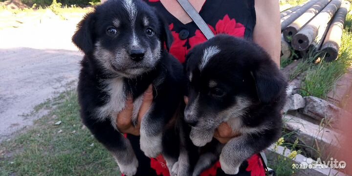 Щенки