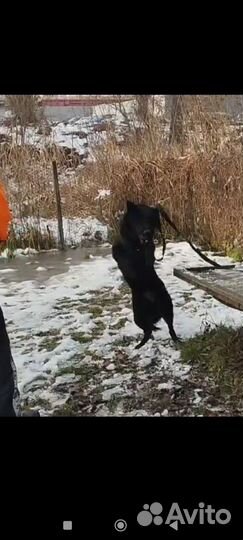 Вязка. Немецкая овчарка