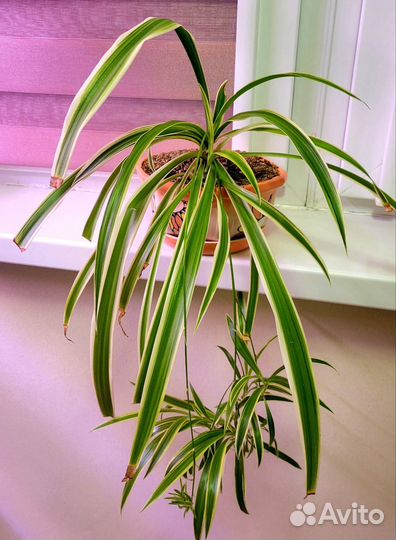 Хлорофитум