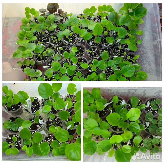 Продажа черенков, стартеров и цветущих фиалок