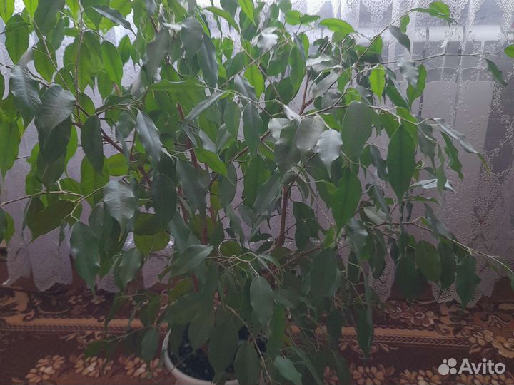 Фикус бенджамина