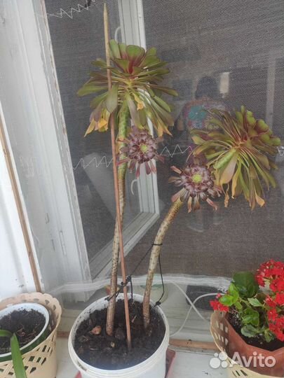 Комнатные растения цветы