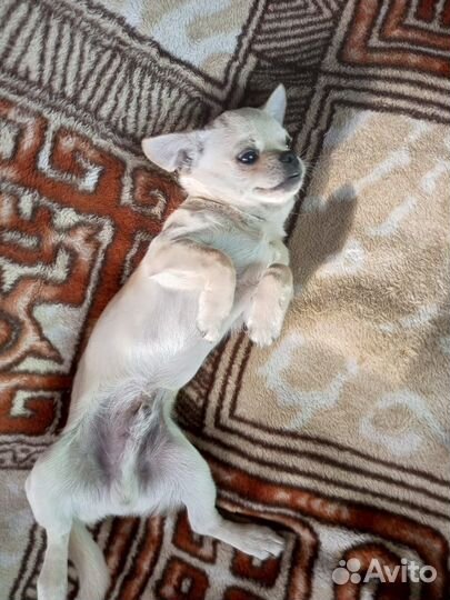 Щенки чихуахуа