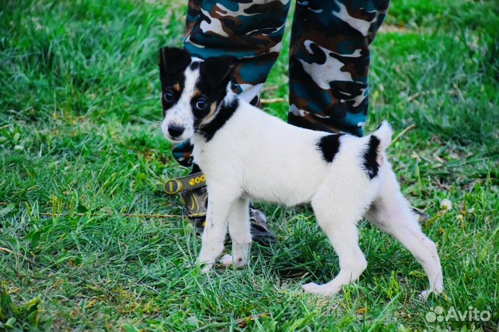 Метис джек рассел терьера