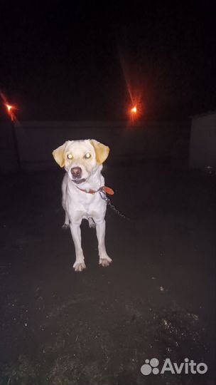 Вязка лабрадор