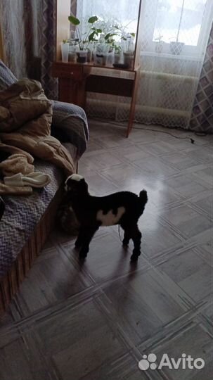 Нубийские козы козлы козлята