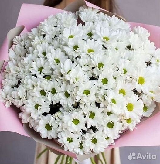 Хризантема