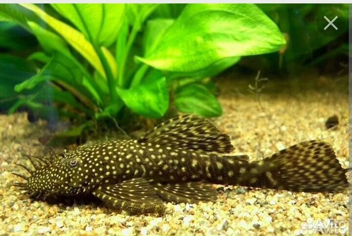 Сомики анциструсы