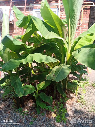 Банановые пальмы