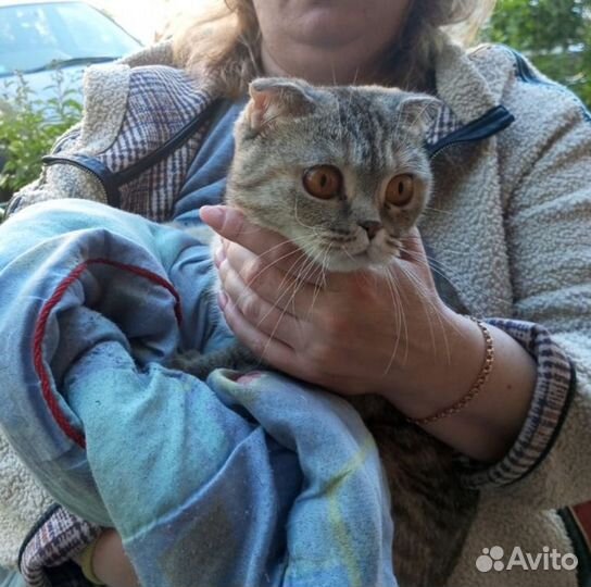 Отдам кошечку