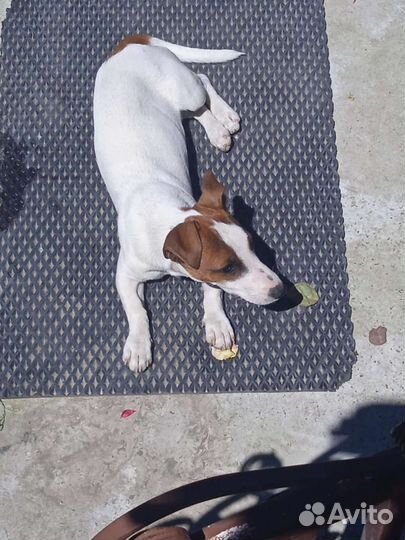 Джек Рассел терьер