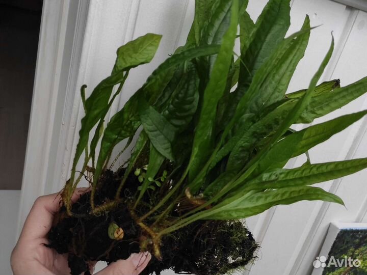 Папаротник яванский обмен