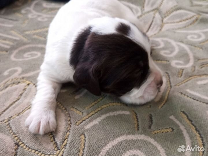 Щенки русского охотничего спаниеля