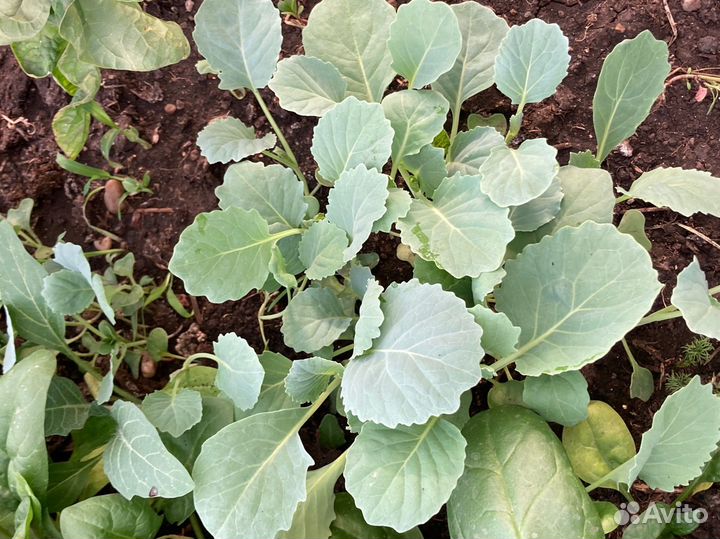 Рассада капусты