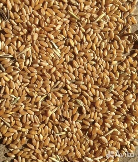Пшеница