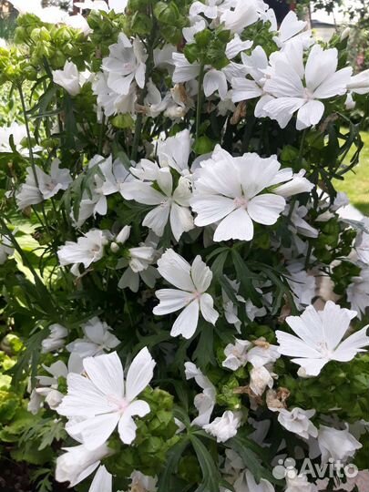 Многолетние цветы, кустарники