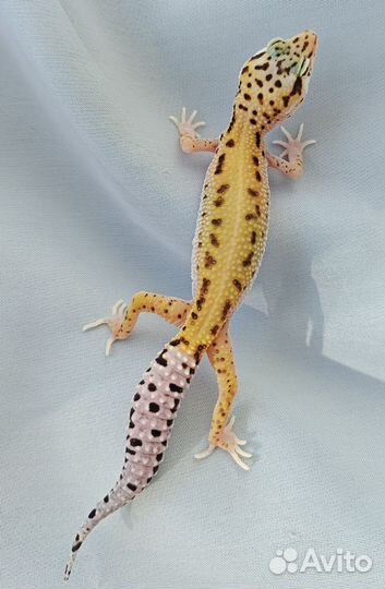 Геккон эублефар