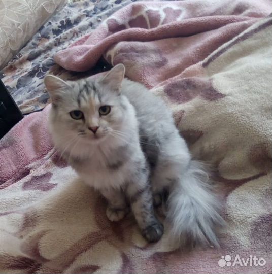 Ласковая кошка в добрые руки