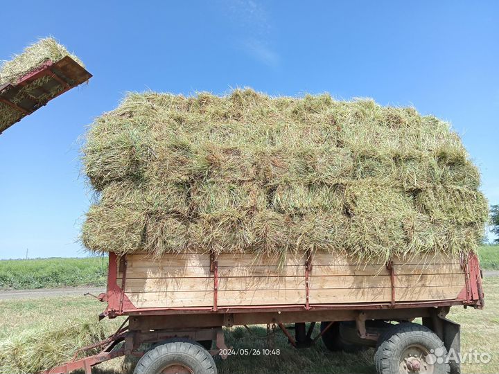 Продаю луговое сено в тюках 2024 года