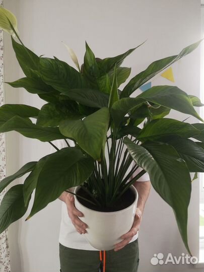 Спатифиллум