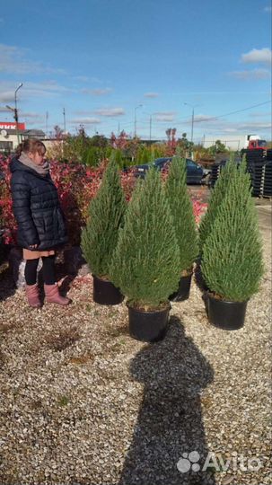 Туя смарагд 180-190 Качество экстра