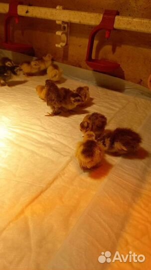 Корм для хищников