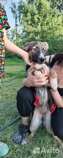 Метисы немецкой овчарки