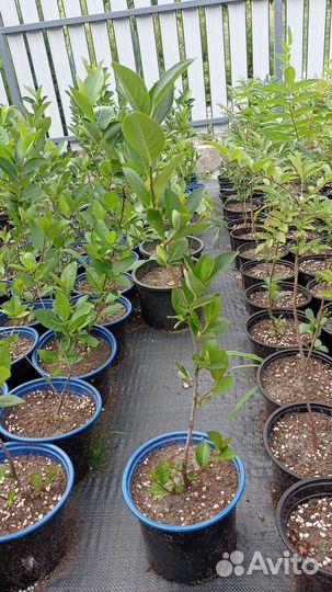 Черноплодная рябина (арония) саженцы