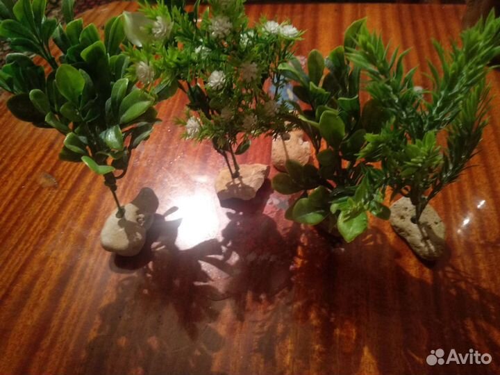 Растения для аквариума