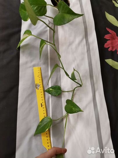 Сциндапсус