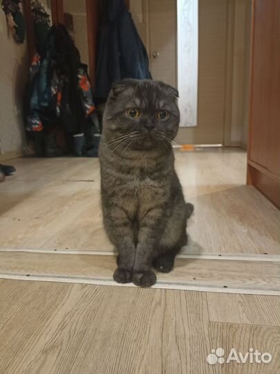 Шотландский вислоухий кот
