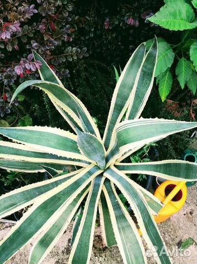 Агава голубая и пестролистная