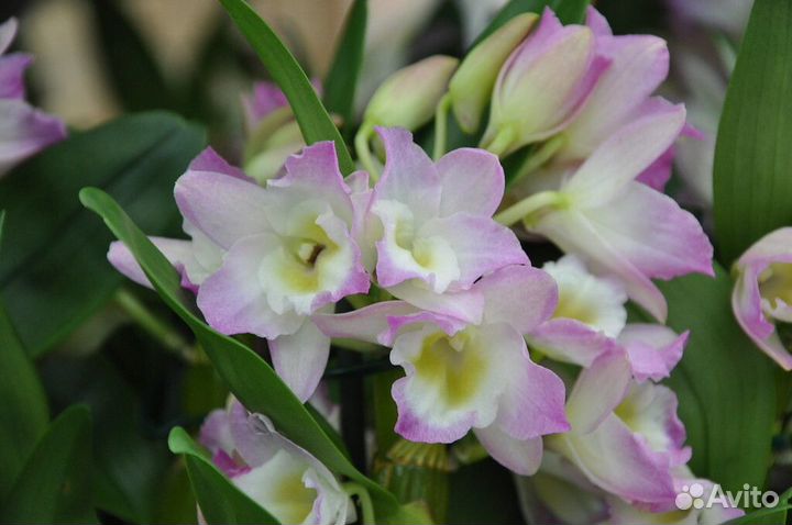 Дендробиум,цимбидиум
