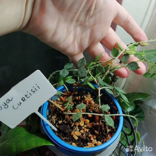 Хойи Лакуноза Эскимо