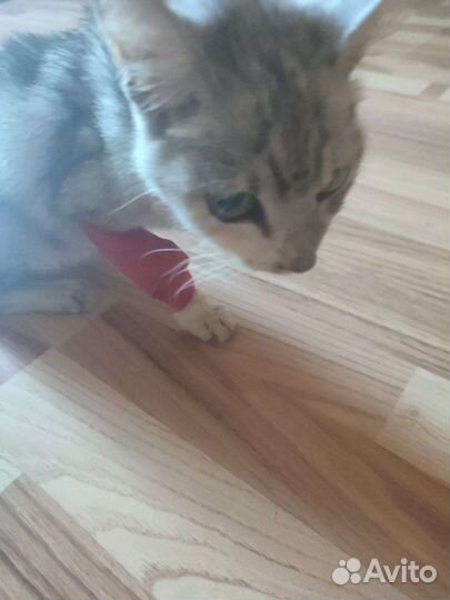 Котенок Девочка трехлапочка. В добрые руки