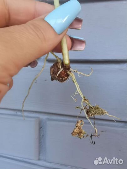 Алоказия мишольца вариегатная минт