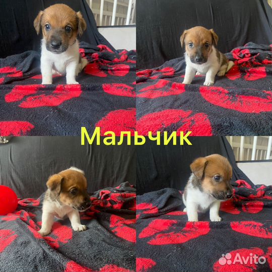 Щенки джек рассел терьер