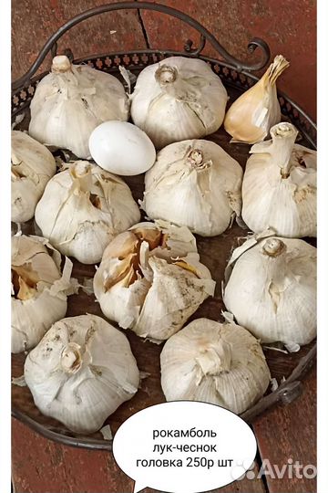 Лук-чеснок Рокамболь