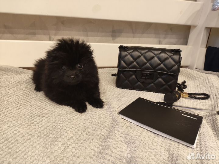 Шпиц мраморная и черный