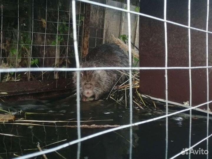 Нутрия, обмен на картошку